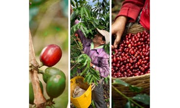 Coffee Fruit Bar gallery image