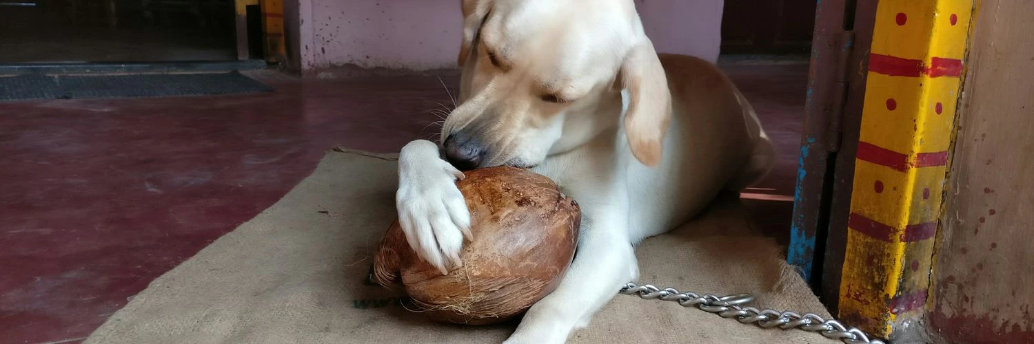 Varun Sridharan cover