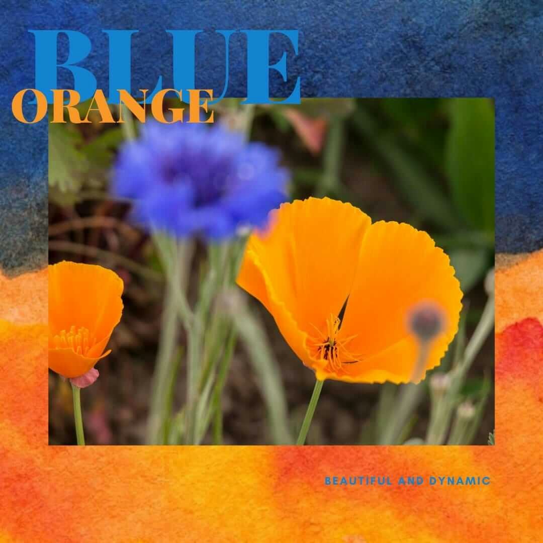 SeedsAlp - Main product screenshot demonstrating key features and user interface