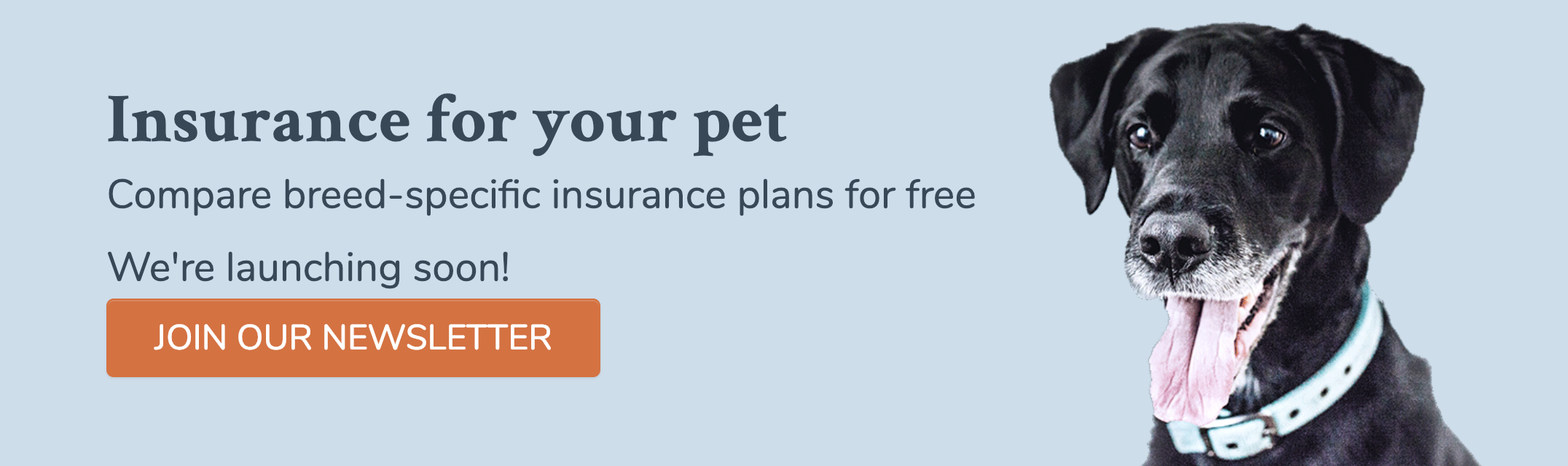 Pawlicy gallery image