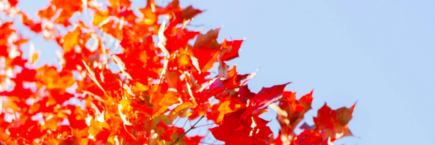 Krithika Muthukumar cover