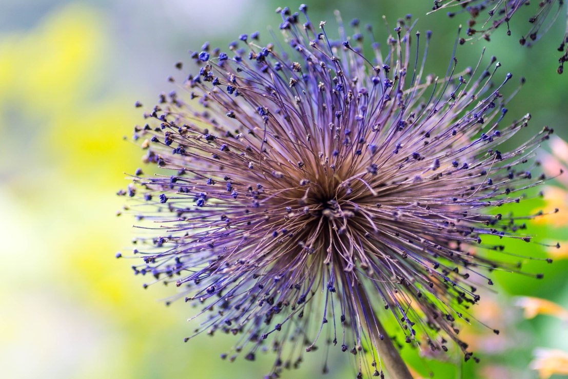 Photoxpedia gallery image