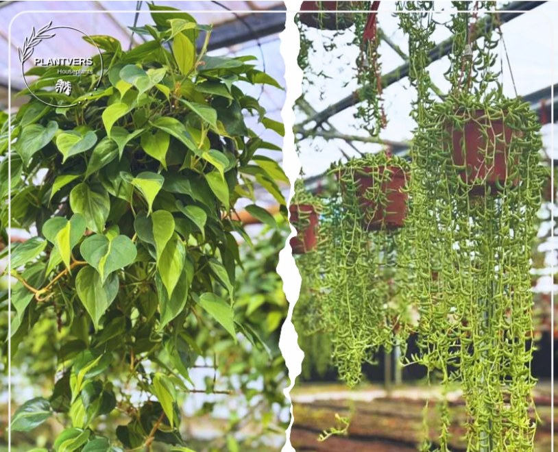 PlantVers Houseplants gallery image
