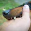 Best Los Angeles Dog Bite Lawyer