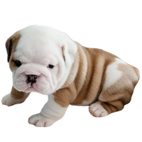 Premium Pet House gallery image