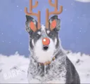 Say BARK!