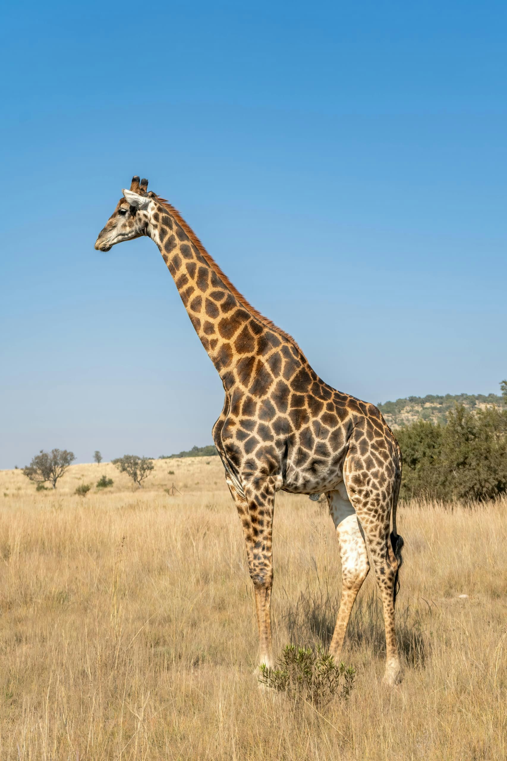 Africantrust Safari gallery image