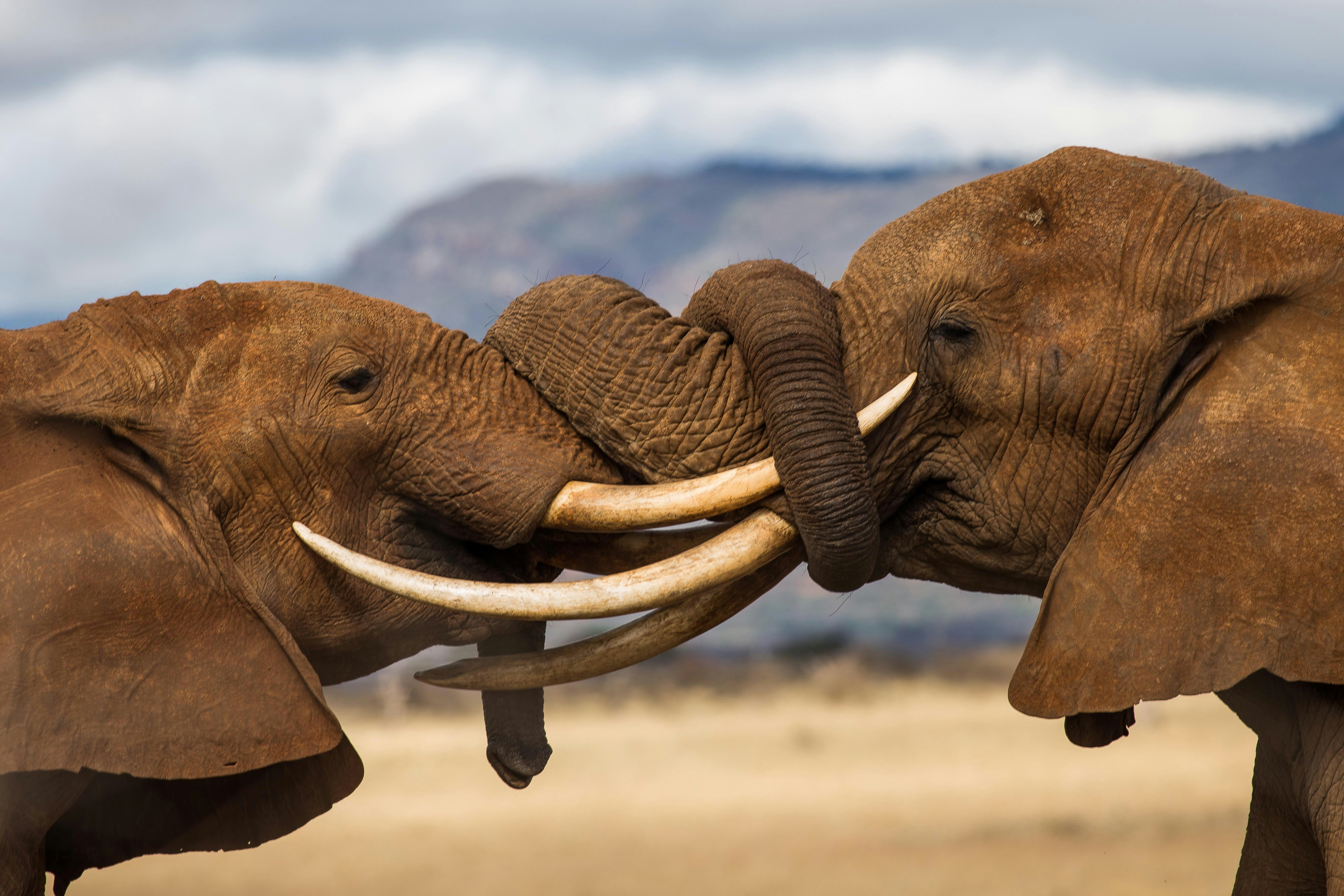 Kenya Bush and Beach Safari Holiday