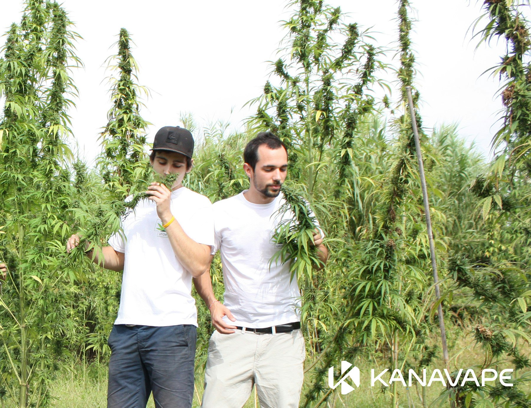 KanaVape gallery image