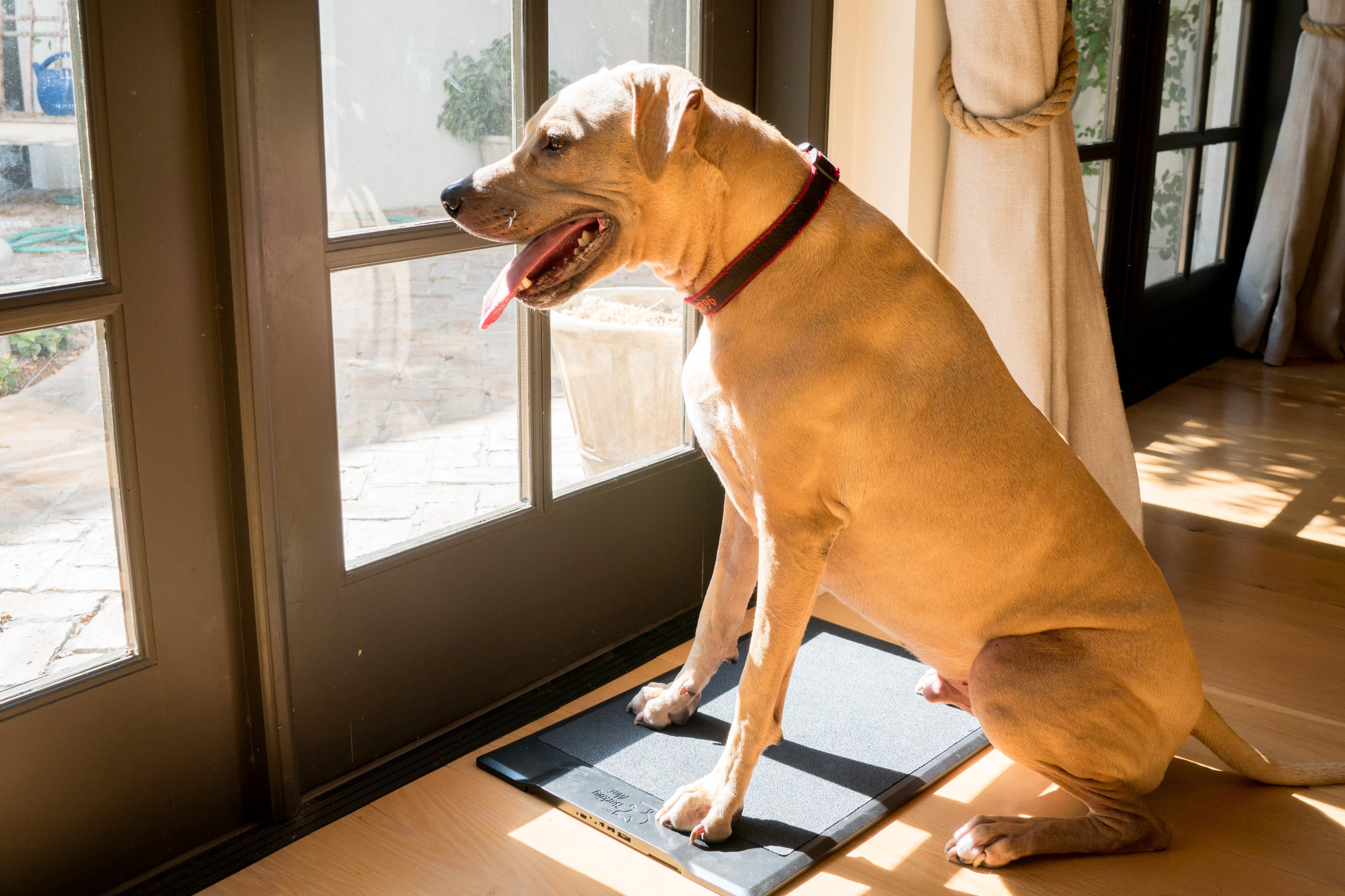 Barking Mat