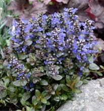 PlantArk gallery image