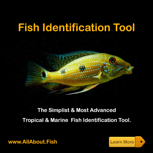 Fish Identification Tool