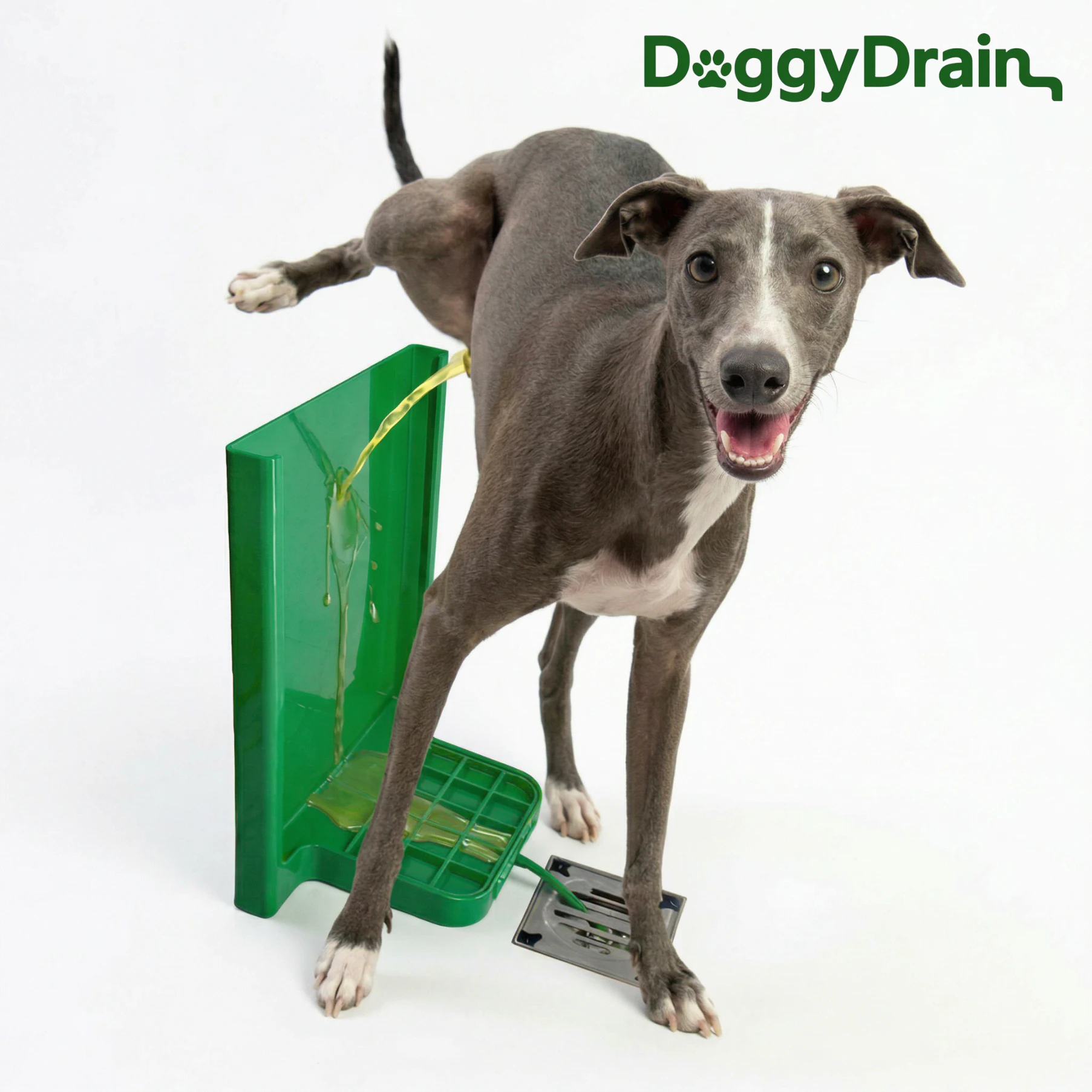 DoggyDrain