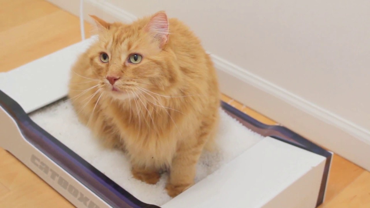 Cat Box Pro