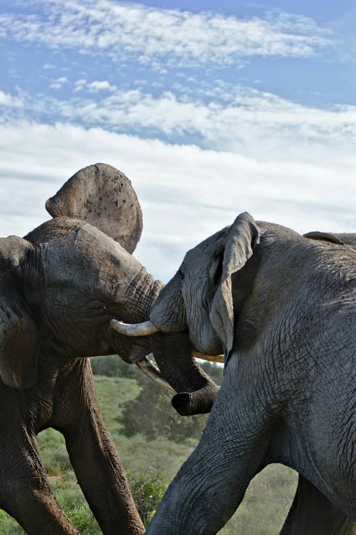 Africantrust Safari gallery image
