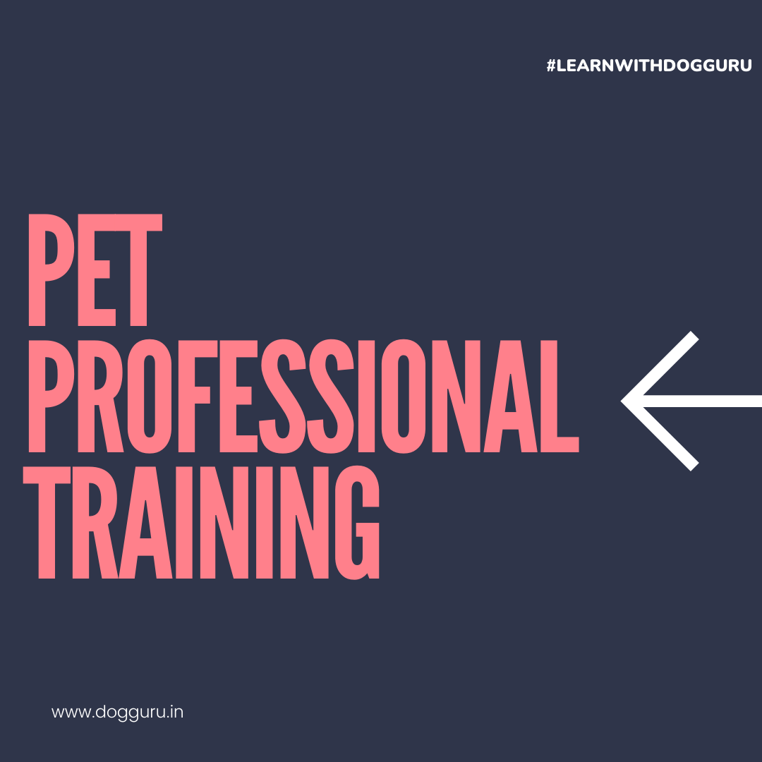 Hondentrainer cursus - niveau 1 media 2