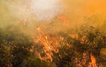 FireScan AI gallery image