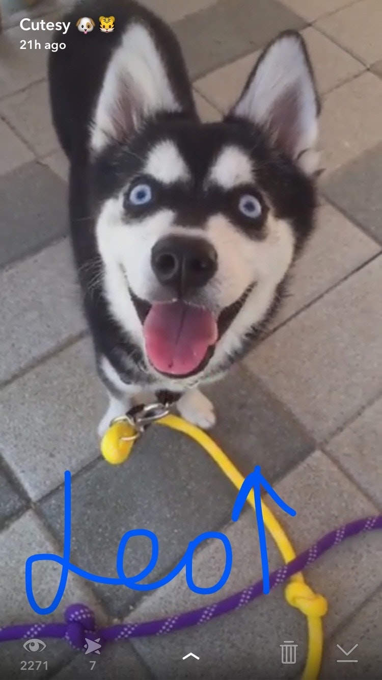 CutesyTV gallery image