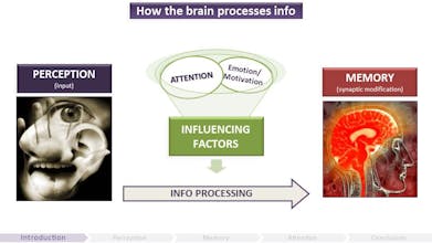 The Gamer’s Brain gallery image