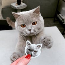 Sticker Pet gallery image