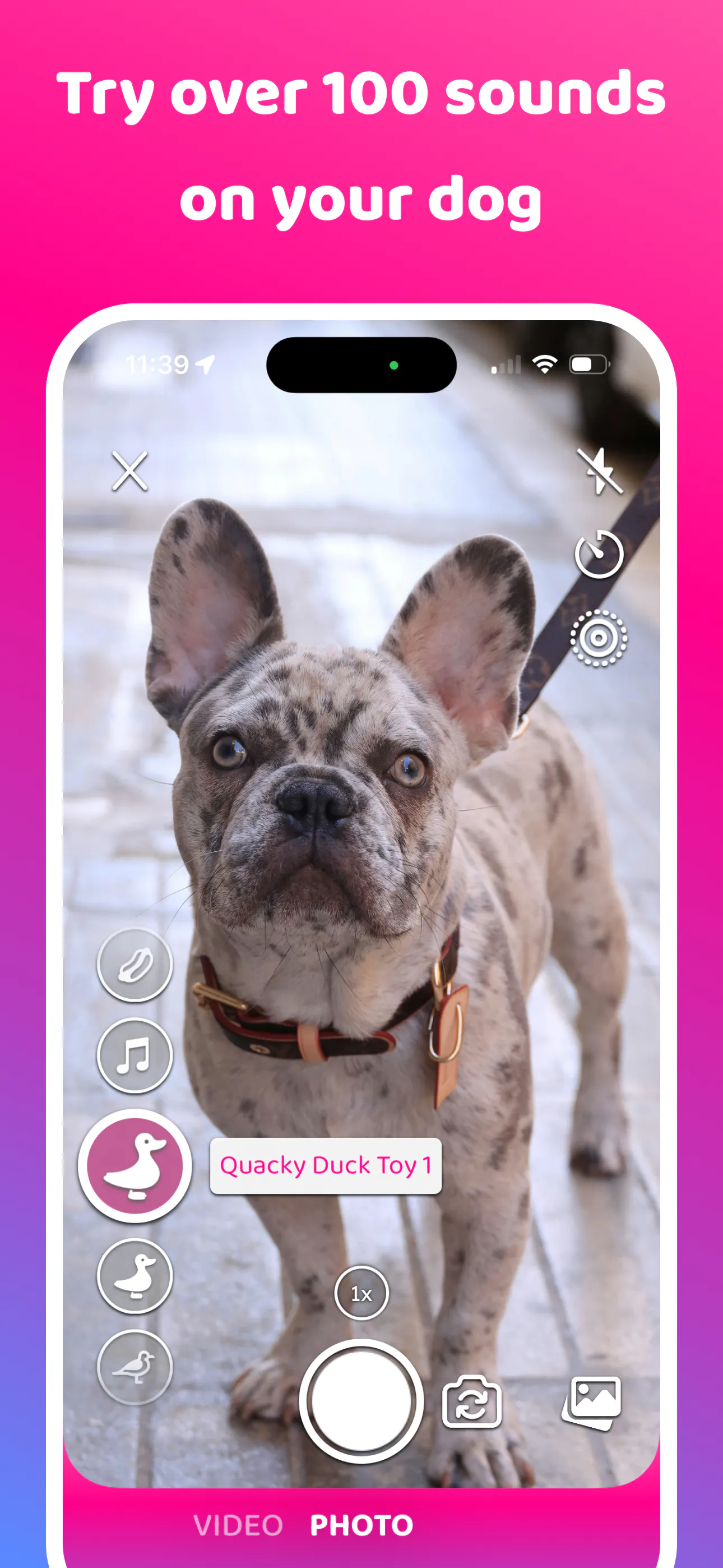 DogCam - Dog Selfie Camera gallery image