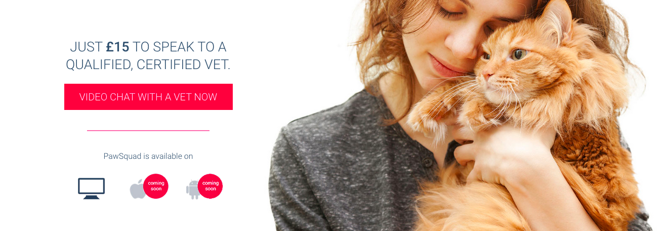 PawSquad gallery image