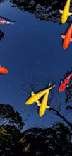 Pond Koi gallery image