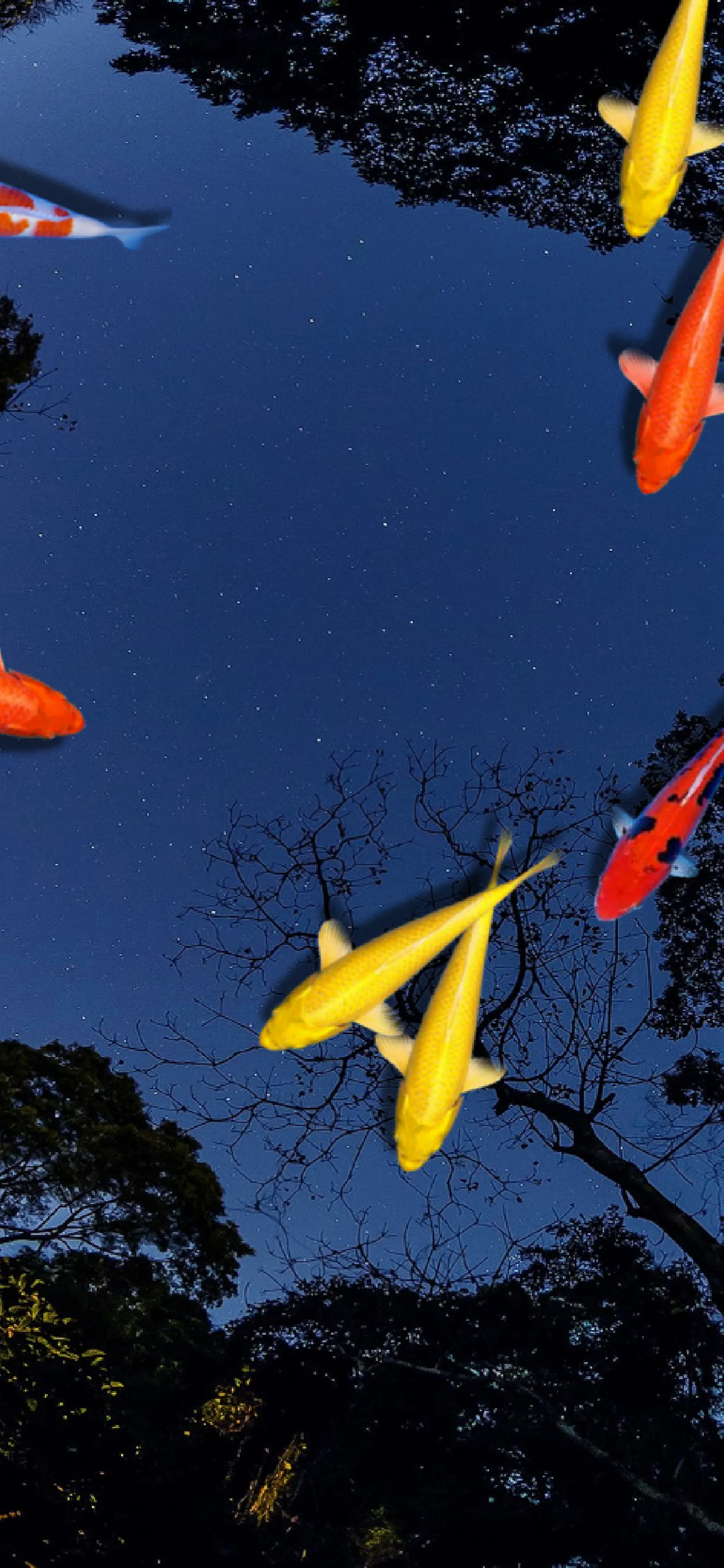 Pond Koi screenshot 2
