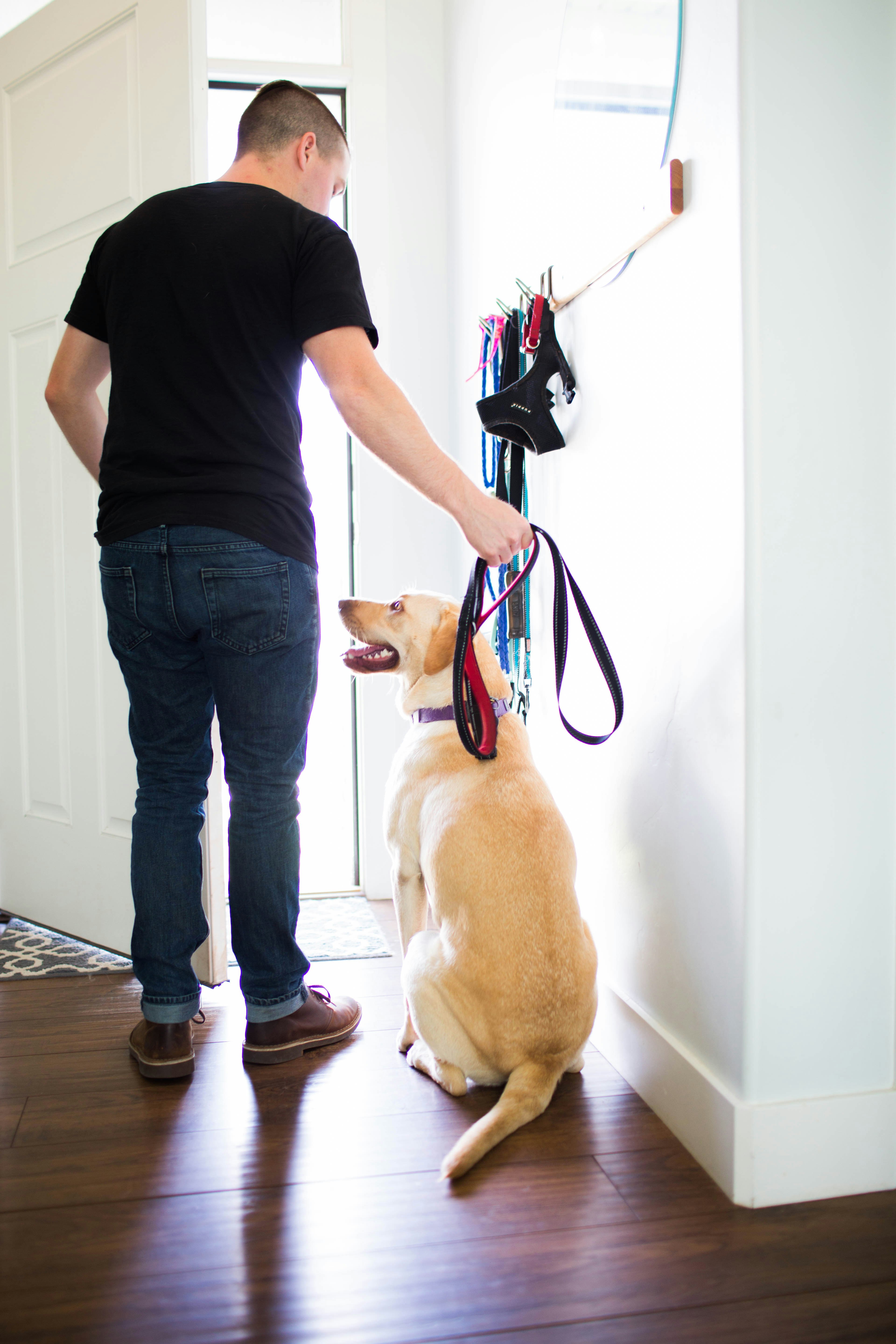 30 Day Perfect Pup with Zak George gallery image