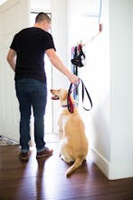 30 Day Perfect Pup with Zak George gallery image