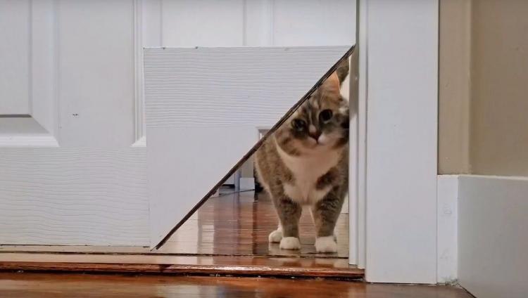 kitty corner cat door