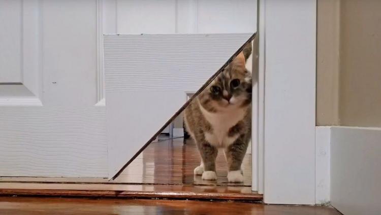 Kitty Korner Turn Any Door Into A Cat Door With A Corner Door