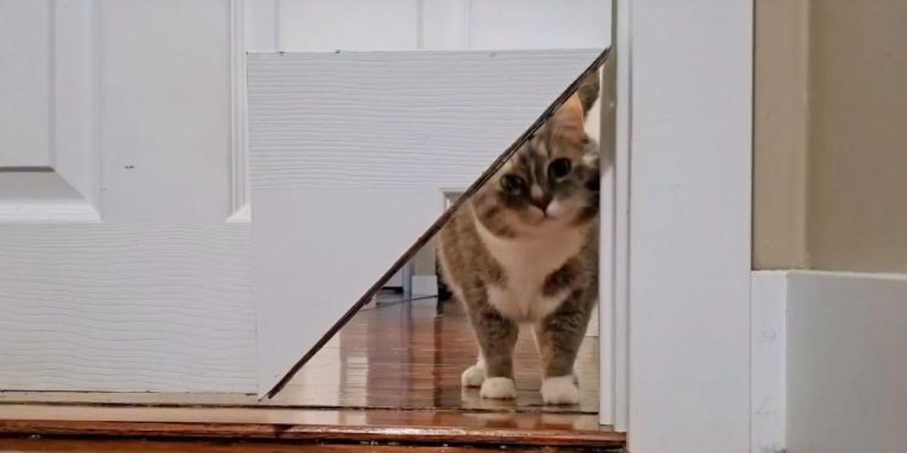 Kitty Korner Turn any door into a cat door with a corner