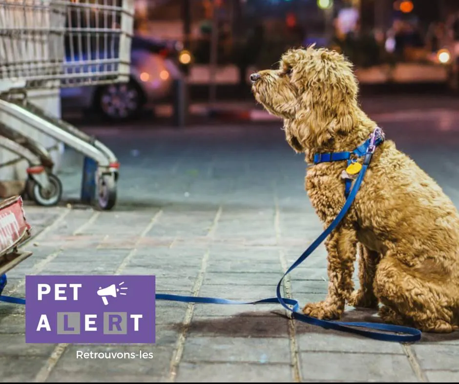 Pet Alert Community