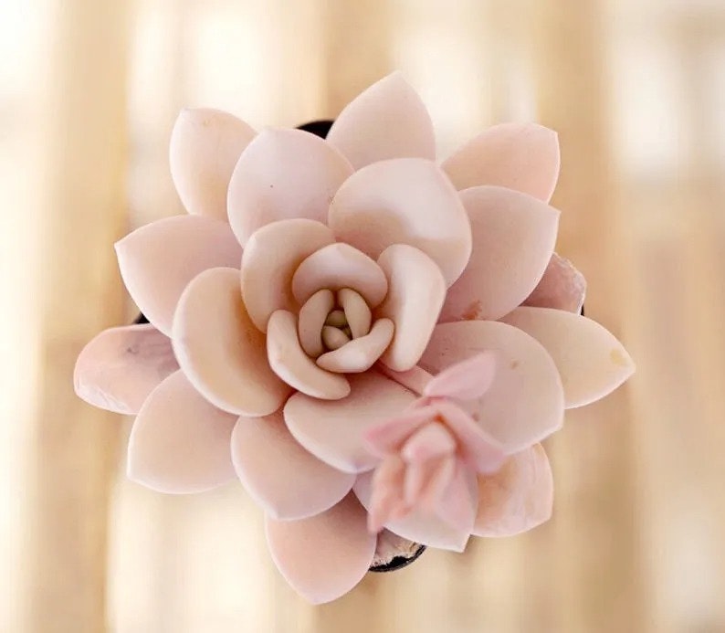 ECHEVERIA LAUI, 10 SEEDS, RARE SUCCULENT