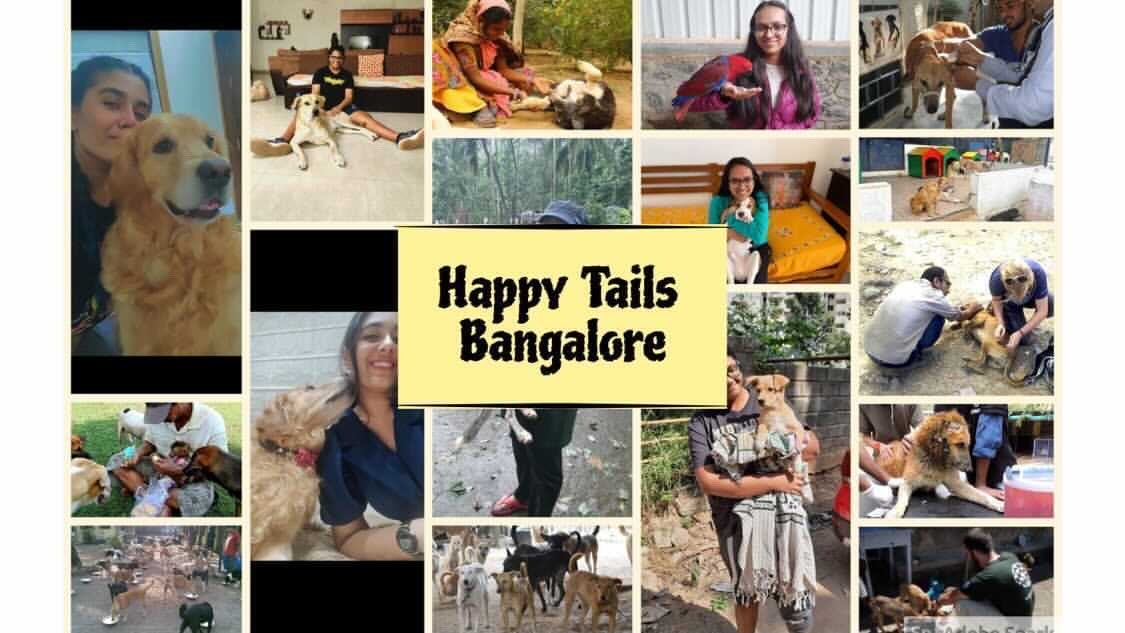 Happy Tails Bangalore  gallery image