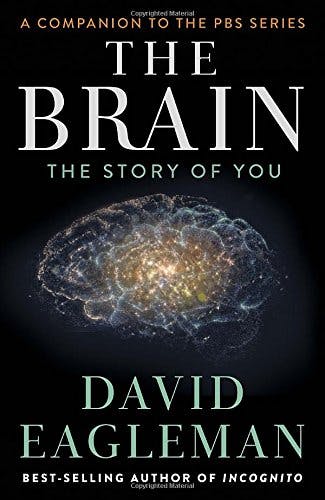 The Brain media 1