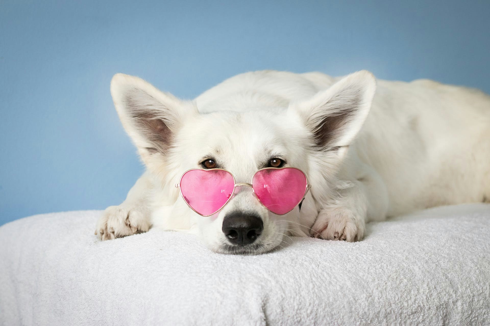 Tail Wag Dog: MEDIA FOR PETS media 4