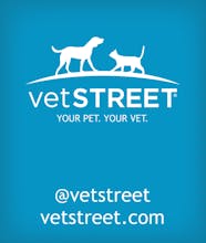 Vetstreet gallery image