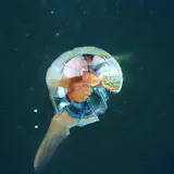 Ganbreeder