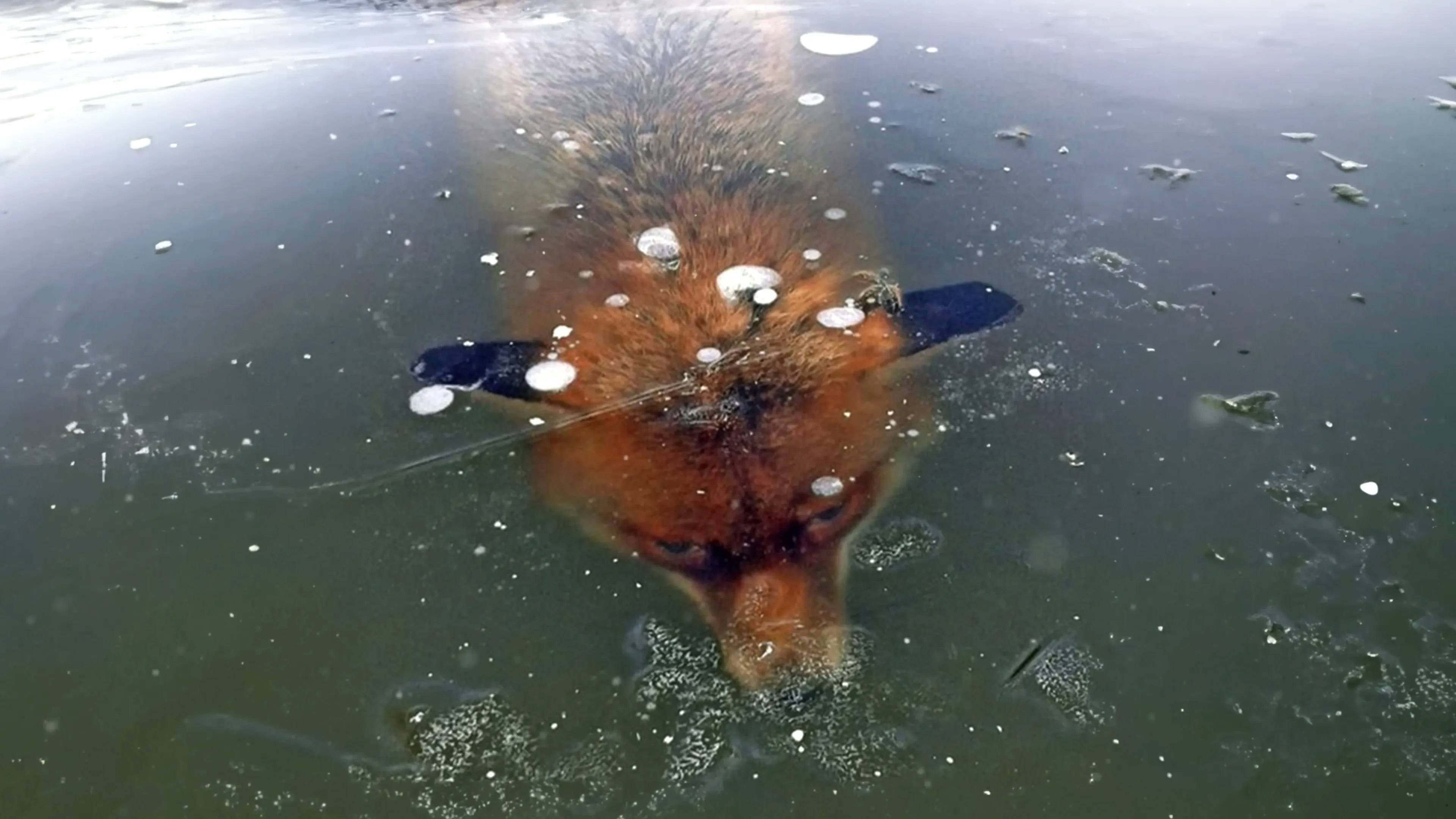 The scariest things found frozen in ice - The scariest things found frozen in ice media 13