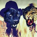 Animal Face