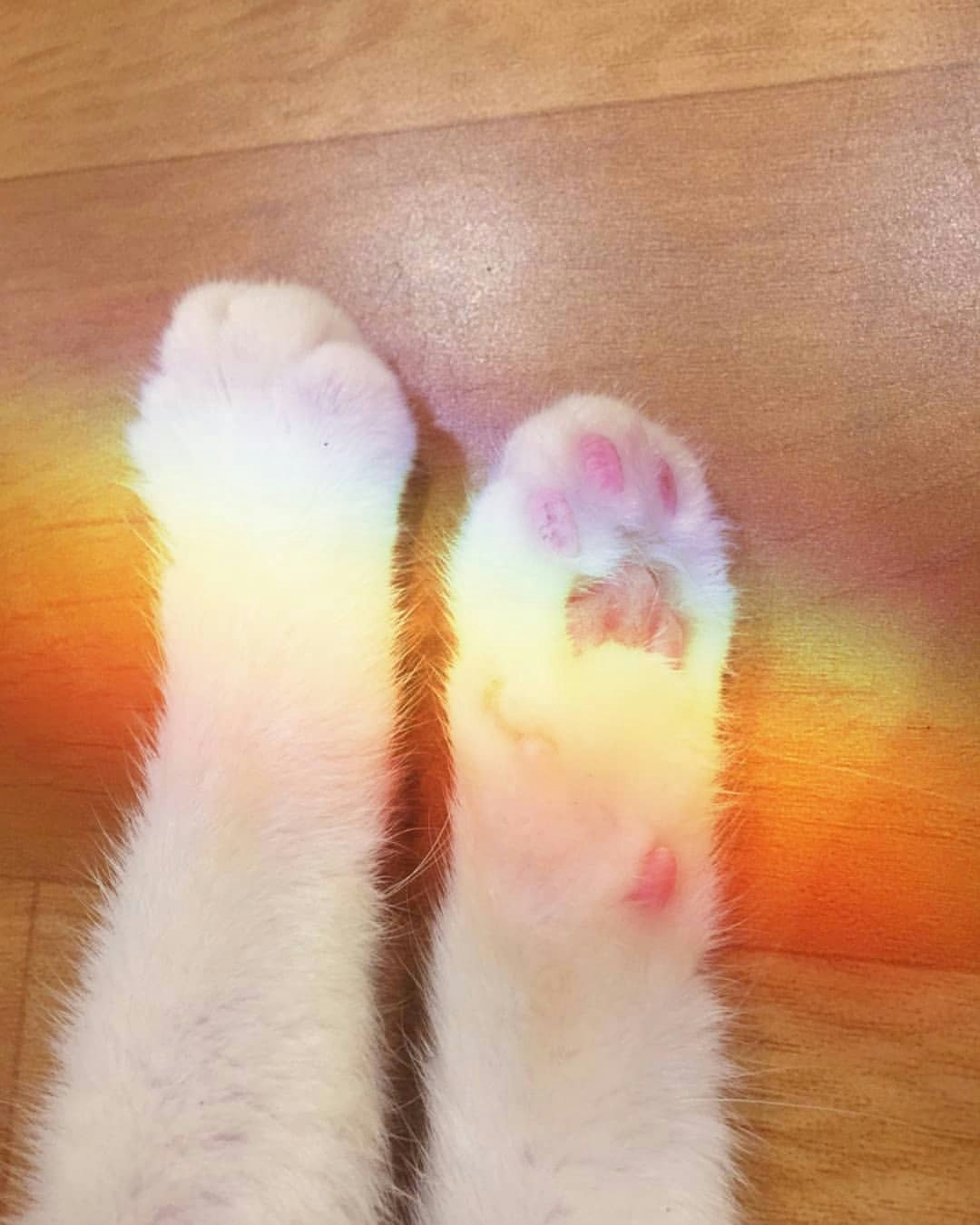 Rainbow gallery image