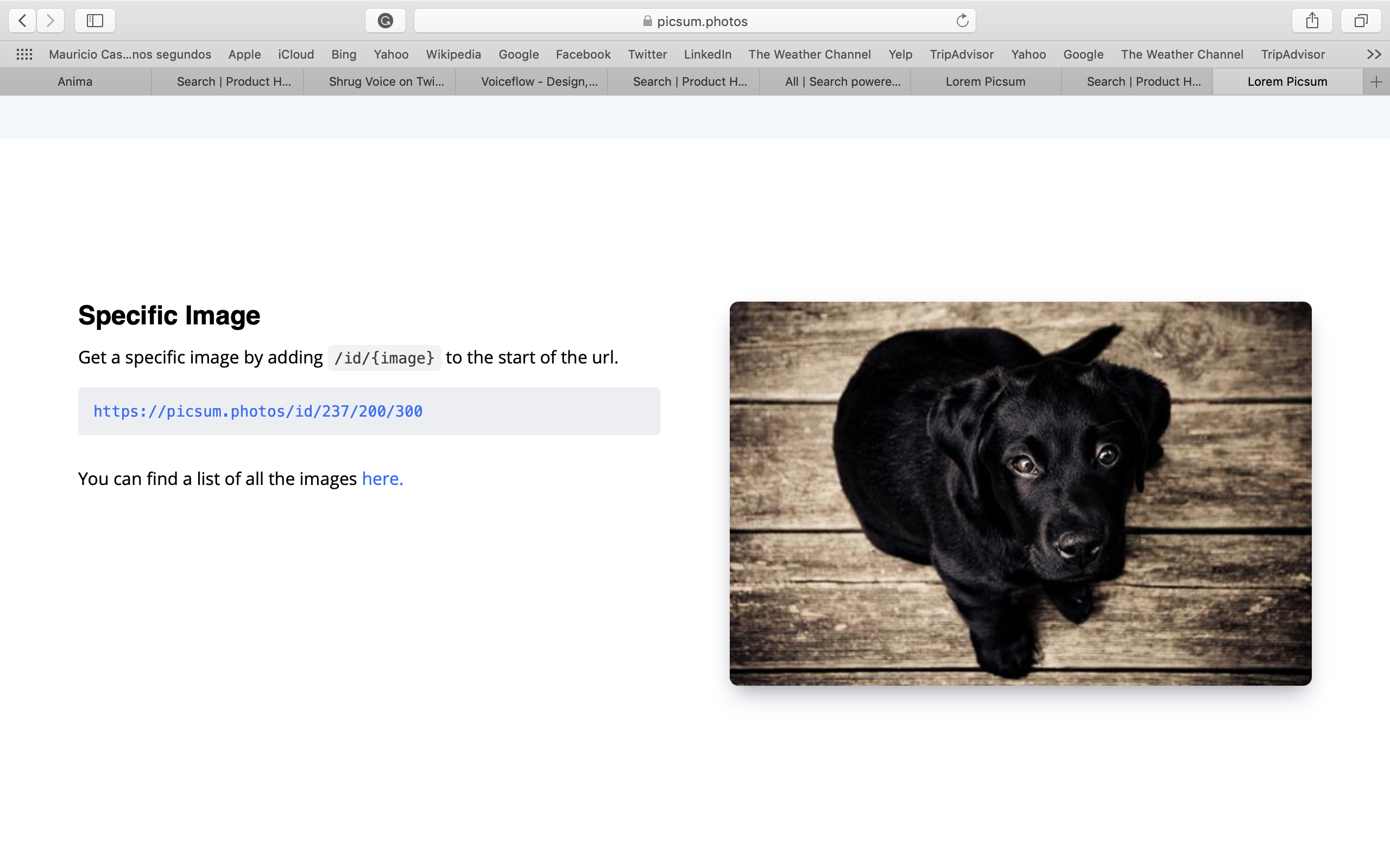 Lorem Picsum gallery image