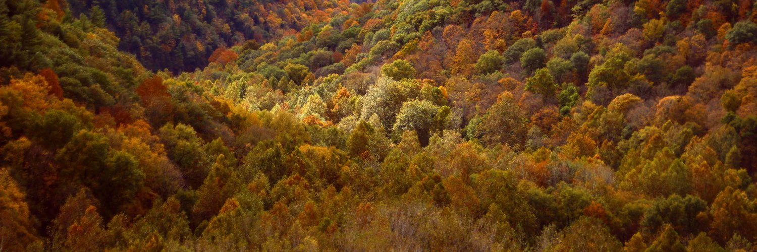 Daniel Sinclair cover