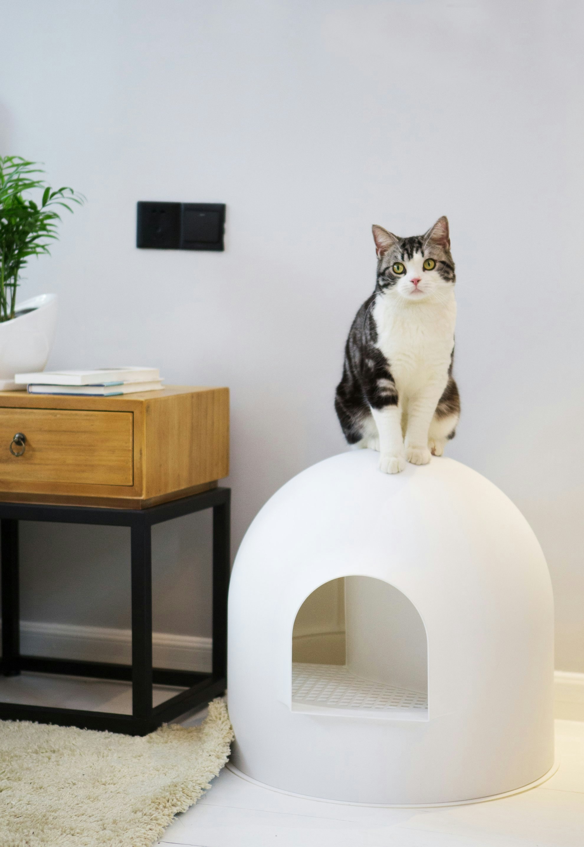 Want an invisible litter box? - try this! pidan igloo litter box gallery image