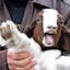 Goat Attack