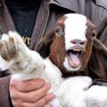 Goat Attack
