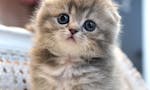scottish fold kittens for sale image