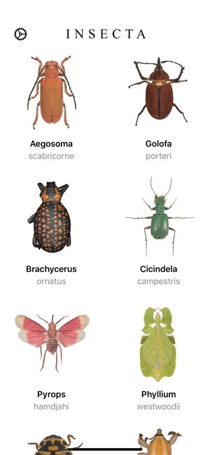 Insecta gallery image